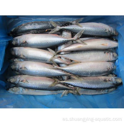 Pescado congelado de fábrica chino 100-200G Pacific Mackerel
